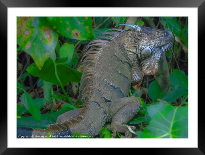 Green Iguana Framed Mounted Print by Margaret Ryan