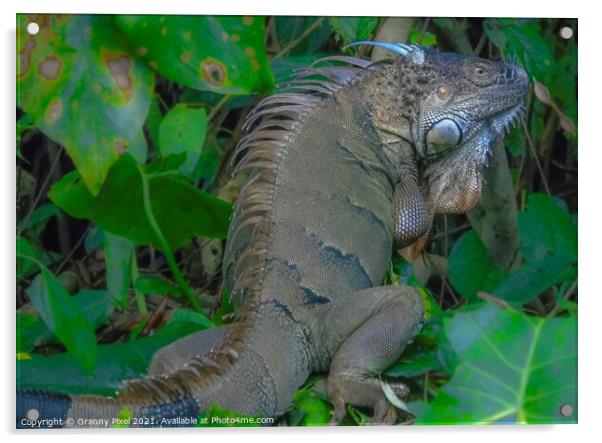 Green Iguana Acrylic by Margaret Ryan