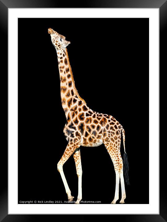 Stretching Giraffe Framed Mounted Print by Rick Lindley