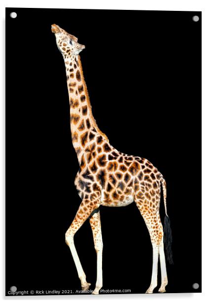 Stretching Giraffe Acrylic by Rick Lindley