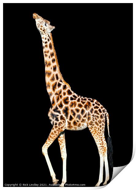 Stretching Giraffe Print by Rick Lindley