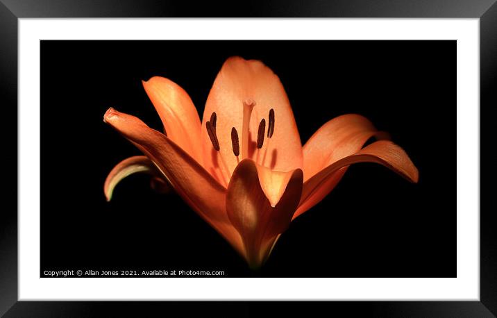 Orange Lily Framed Mounted Print by Allan Jones