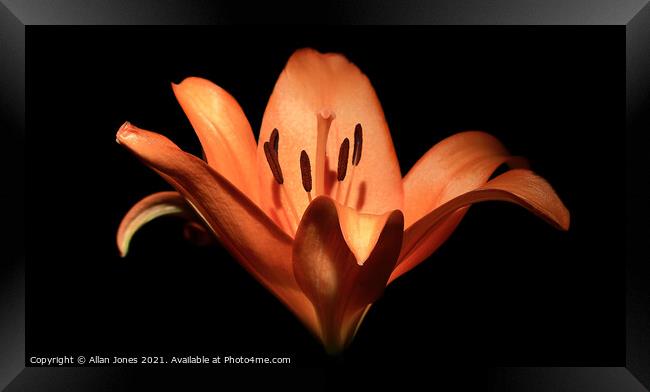 Orange Lily Framed Print by Allan Jones