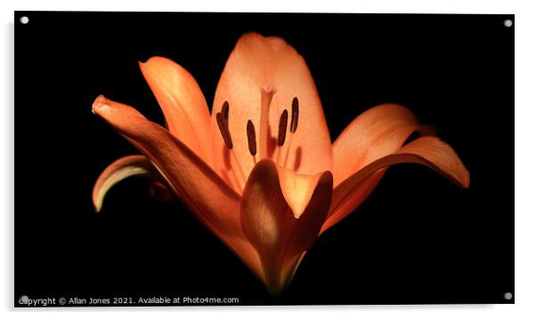 Orange Lily Acrylic by Allan Jones