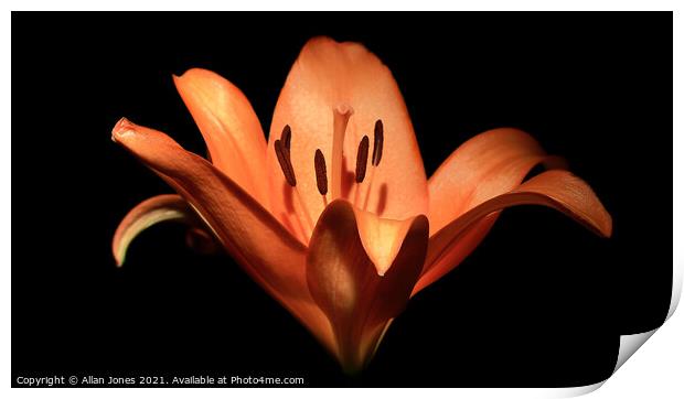 Orange Lily Print by Allan Jones