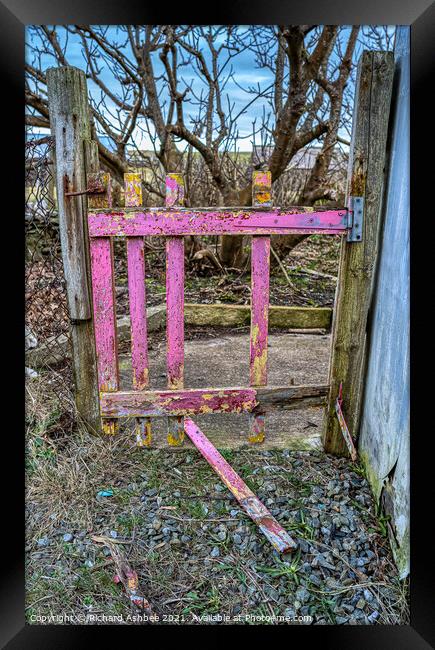 The old Shetland croft pink gate Framed Print by Richard Ashbee