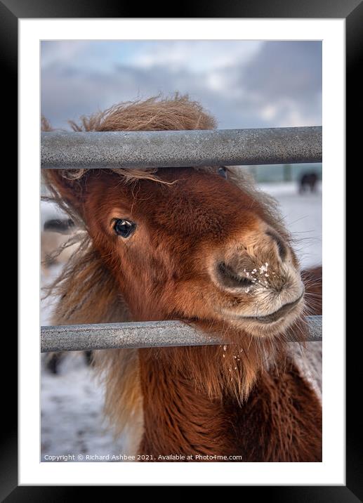 Inquisitive Shetland Pony Framed Mounted Print by Richard Ashbee