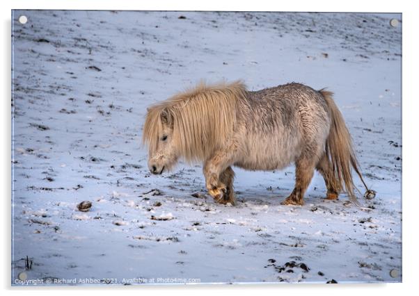 A white Shetland Pony walking across a snow covere Acrylic by Richard Ashbee