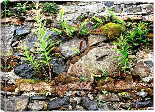 Old wall with plants Canvas Print by Stephanie Moore