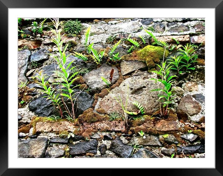 Old wall with plants Framed Mounted Print by Stephanie Moore