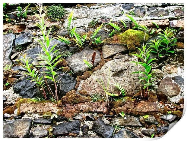 Old wall with plants Print by Stephanie Moore