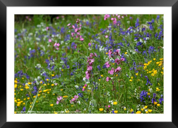 Meadow of colourful wild flowers Framed Mounted Print by Philip Pound