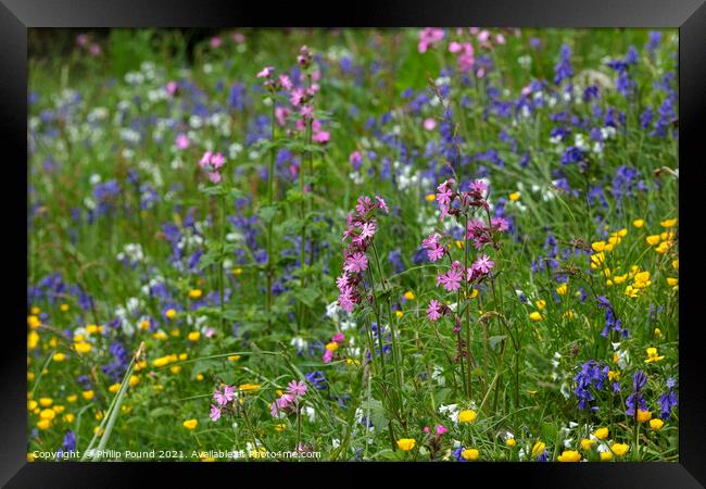 Meadow of colourful wild flowers Framed Print by Philip Pound