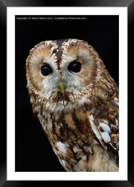 Portrait of a Tawny Owl Framed Mounted Print by Navin Mistry