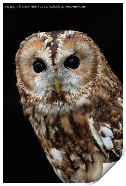 Portrait of a Tawny Owl Print by Navin Mistry