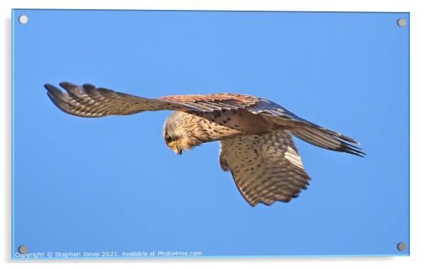 Kestrel Hunting In The Hover Acrylic by Ste Jones
