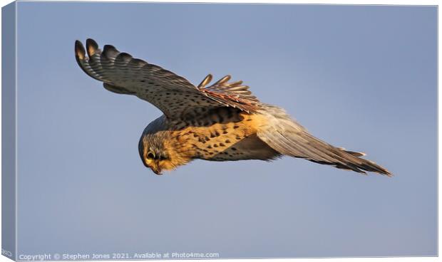 Kestrel Hunting In The Hover Canvas Print by Ste Jones