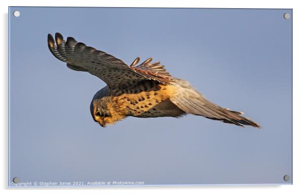 Kestrel Hunting In The Hover Acrylic by Ste Jones