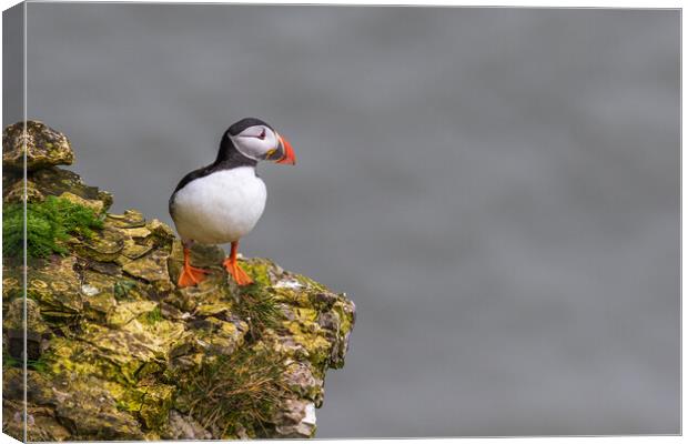 puffin Canvas Print by chris smith