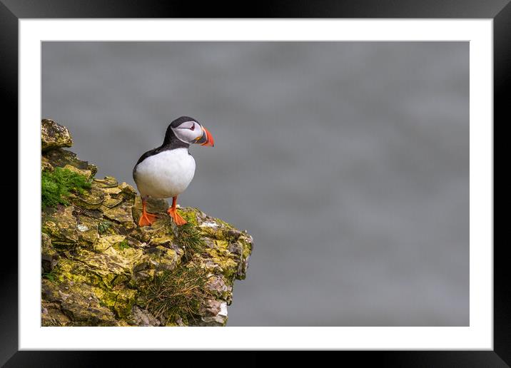 puffin Framed Mounted Print by chris smith