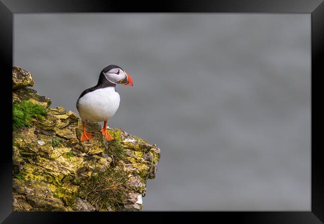 puffin Framed Print by chris smith