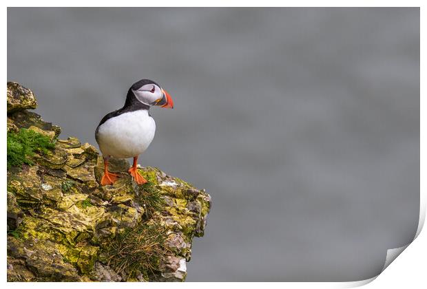 puffin Print by chris smith