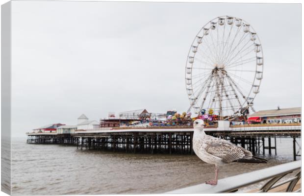 Sea gull pictured in front of Central Pier on Blackpool beach Canvas Print by Jason Wells