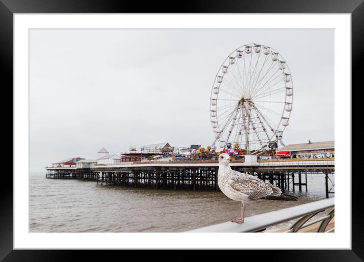 Sea gull pictured in front of Central Pier on Blackpool beach Framed Mounted Print by Jason Wells