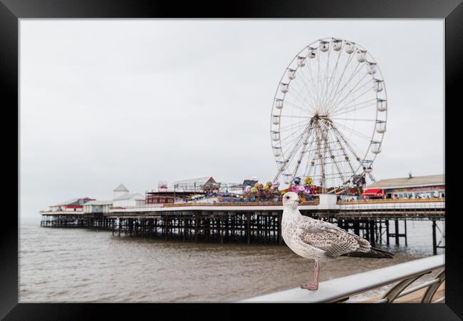 Sea gull pictured in front of Central Pier on Blackpool beach Framed Print by Jason Wells