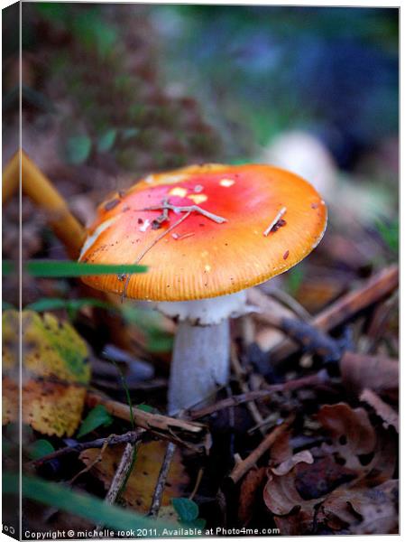 little mushroom Canvas Print by michelle rook