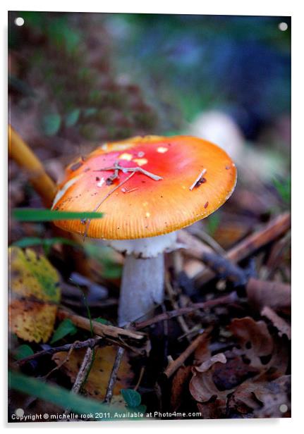 little mushroom Acrylic by michelle rook
