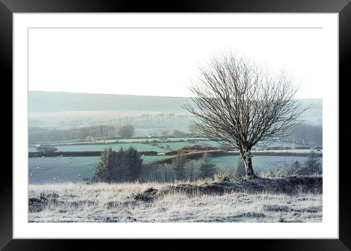 Lone Tree On Dartmoor Backdropped By Grazing Sheep & Tors Framed Mounted Print by Peter Greenway