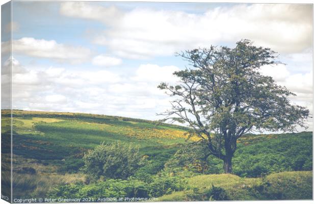 Lone Tree In Summer Overlooking Dartmoor, Devon  Canvas Print by Peter Greenway