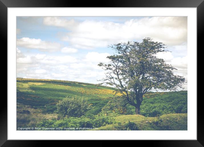 Lone Tree In Summer Overlooking Dartmoor, Devon  Framed Mounted Print by Peter Greenway