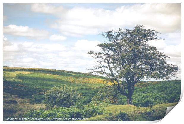Lone Tree In Summer Overlooking Dartmoor, Devon  Print by Peter Greenway
