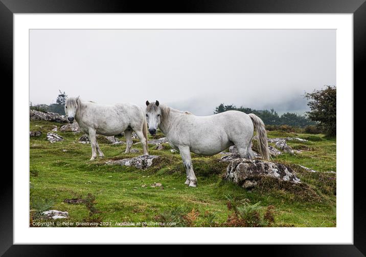 White Horses Grazing On 'Hound' Tor On Dartmoor In Framed Mounted Print by Peter Greenway