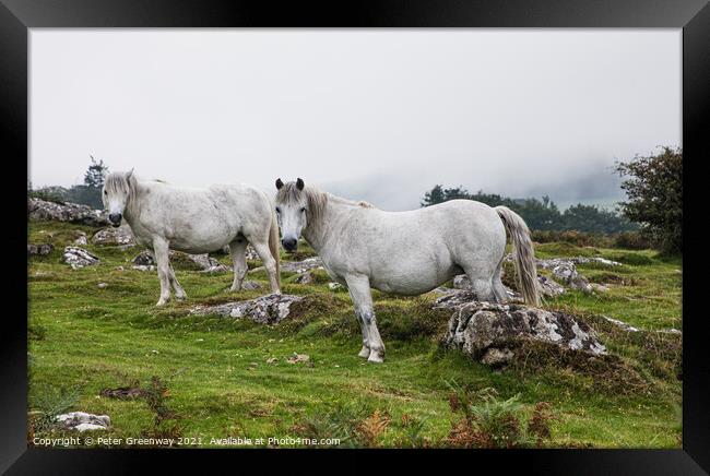 White Horses Grazing On 'Hound' Tor On Dartmoor In Framed Print by Peter Greenway
