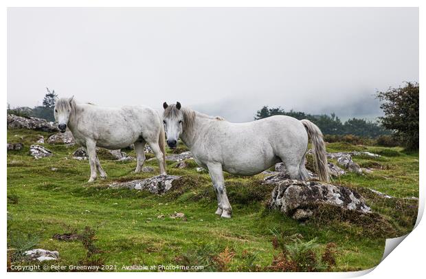 White Horses Grazing On 'Hound' Tor On Dartmoor In Print by Peter Greenway