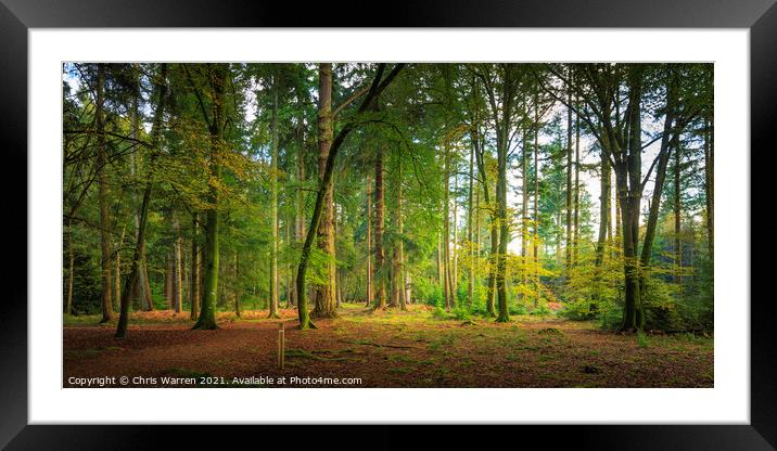 New Forest Hampshire England Framed Mounted Print by Chris Warren