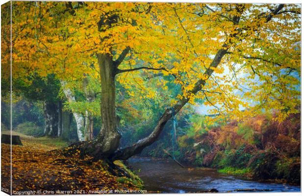 Woodland walk by the river in the New Forest  Canvas Print by Chris Warren