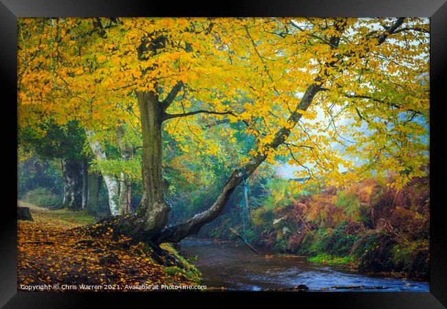 Woodland walk by the river in the New Forest  Framed Print by Chris Warren