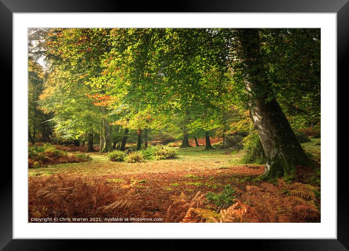 Woodland walk in the New Forest Hampshire England Framed Mounted Print by Chris Warren