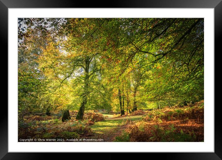 Woodland walk in the New Forest Hampshire England Framed Mounted Print by Chris Warren