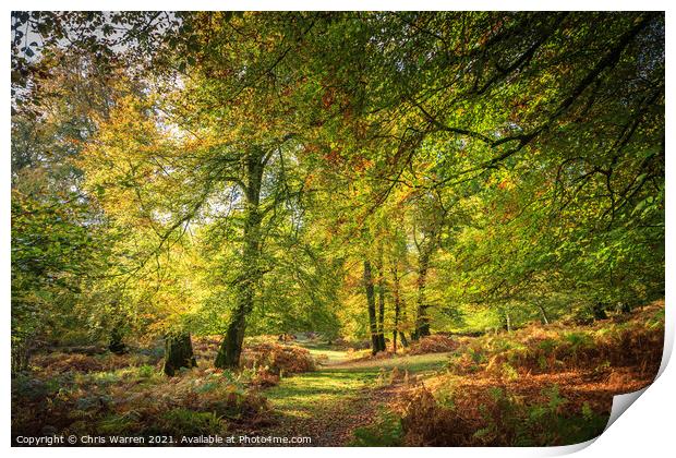 Woodland walk in the New Forest Hampshire England Print by Chris Warren