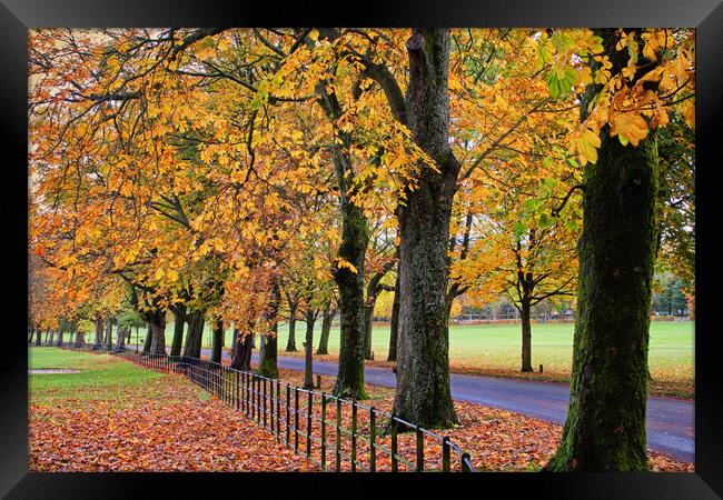 Autumn by the avenue Framed Print by David McCulloch