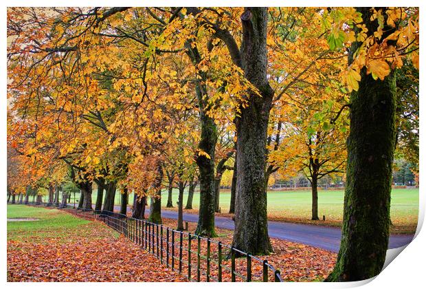 Autumn by the avenue Print by David McCulloch