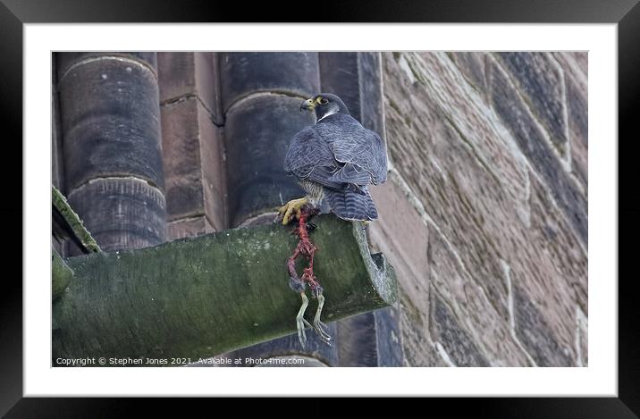 Peregrine With Remains Of Its Prey Framed Mounted Print by Ste Jones