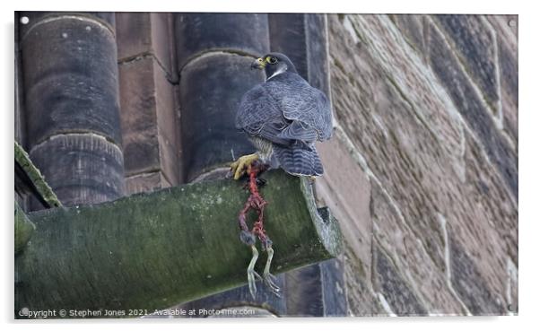 Peregrine With Remains Of Its Prey Acrylic by Ste Jones