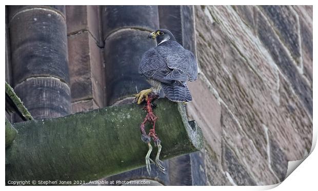 Peregrine With Remains Of Its Prey Print by Ste Jones