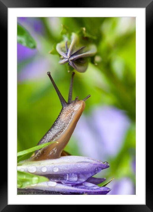 Lovely garden snail close up on flower Framed Mounted Print by Simon Bratt LRPS